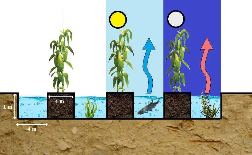 A schematic illustration of Waru Waru cultivation
- with possible sizes
- in the daytime the water in the gutter cools the microclimate

- at night the water gives off heat