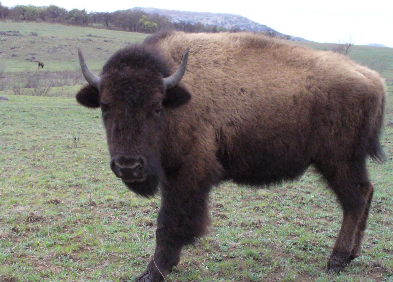 Wichita Mountain Wildlife Refuge